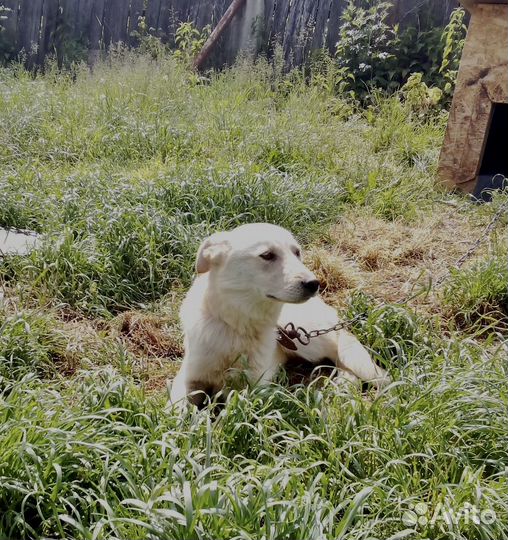 Шалунишка Барни