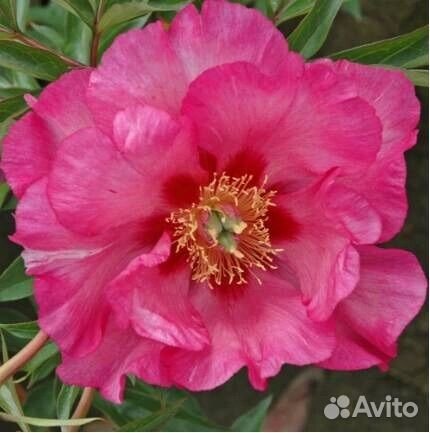 Ито Пион Сонома Рози Фьюче (окс, 3-5 почек)