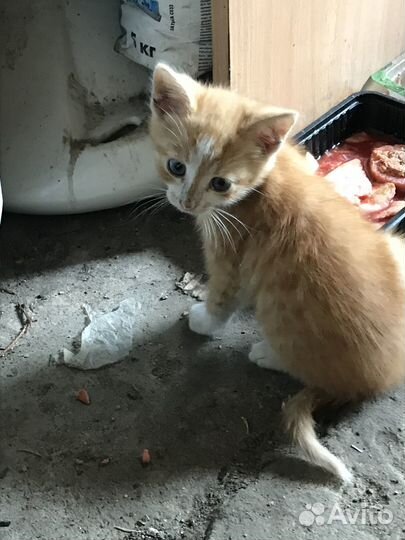 Котята в добрые руки даром