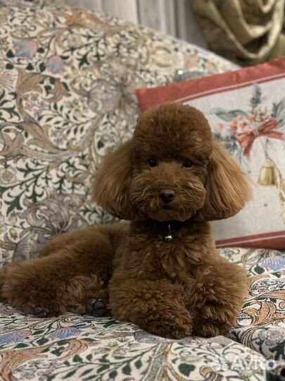 Пудель вязка