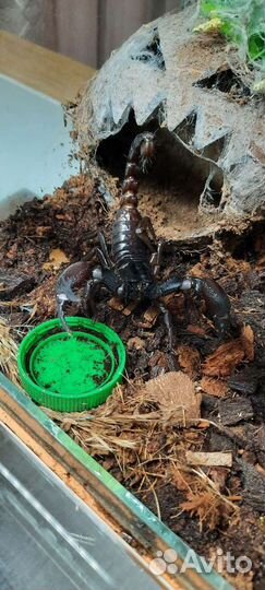 Скорпион Heterometrus petersi 2 линька