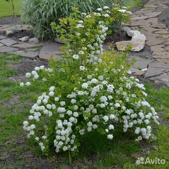 Спирея Вангутта взрослые кусты
