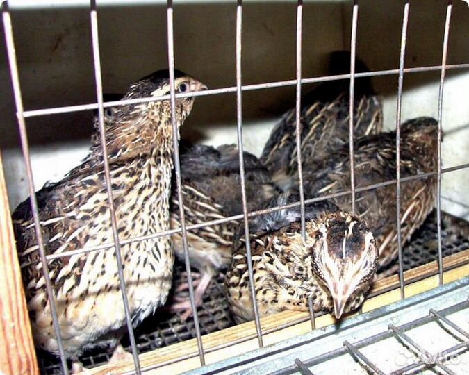 Сварная сетка для вольеров/клеток от производителя