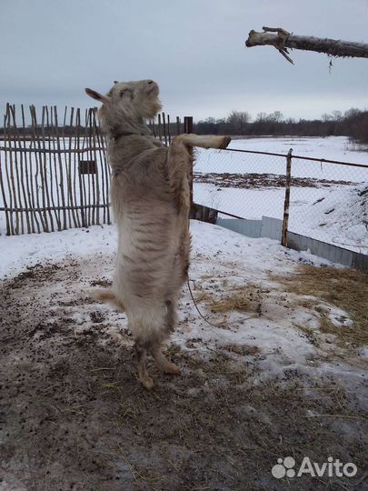 Вязка