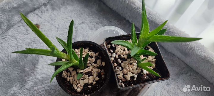 Алоэ ювенильное