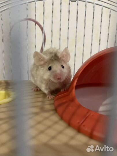 Мышка кудрявая