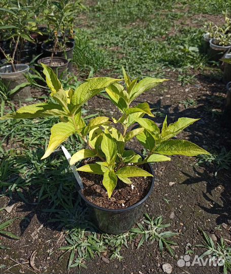 Вейгела Олимпиада