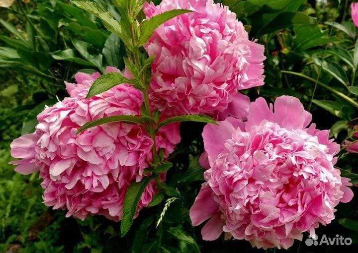 Пион травянистый