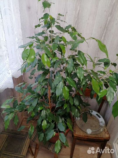 Фикус бенджамина