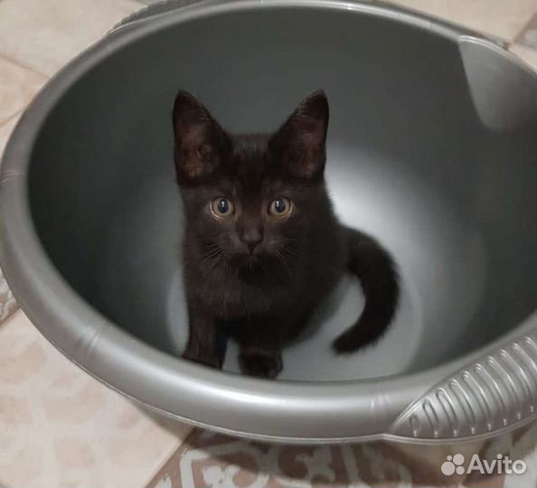 Шотландские котята бесплатно