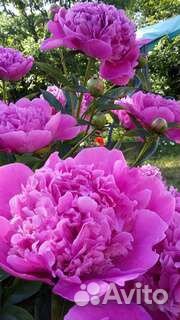 Много многолетников на посадку