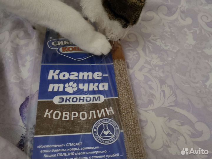 Когтеточка