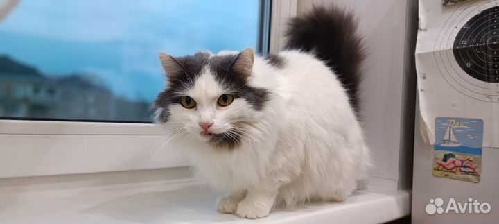 Отдам кошку