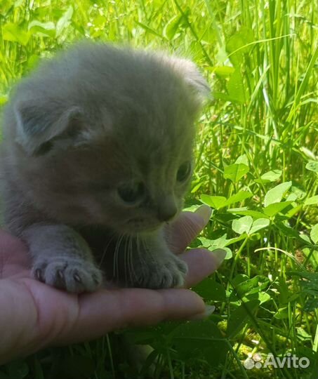 Красивые котята