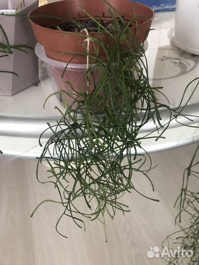 Продам хойю ретуза