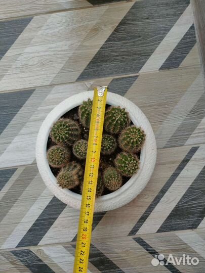 Кактусница