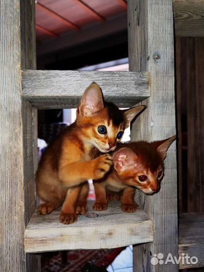 Чистокровные Абиссинцы Девчонки и Мальчишки