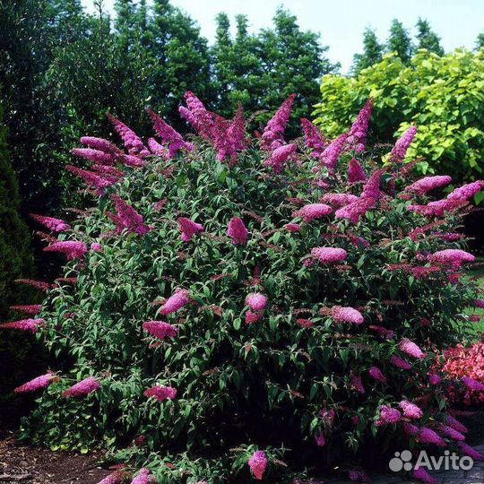 Будлея Давида