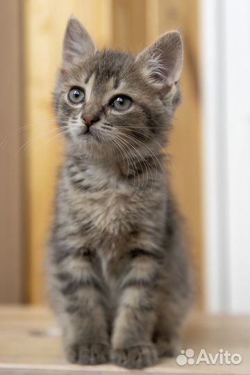 Котята в добрые руки мальчики