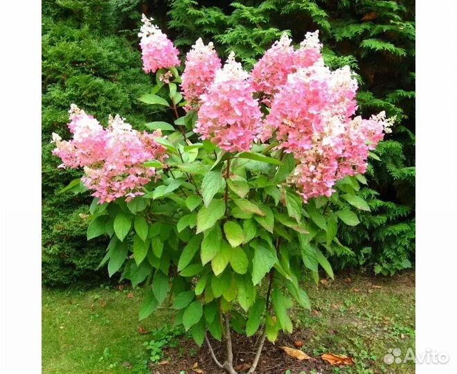 Гортензия Ангел Блаш