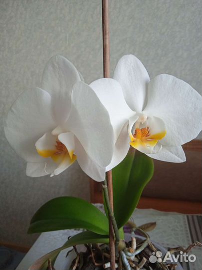 Орхидея фаленопсис