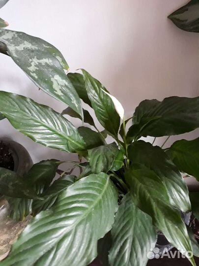 Спатифиллум