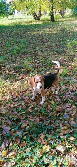 Щенки бигль