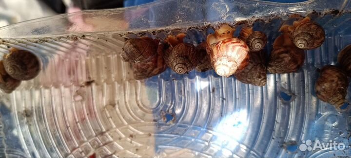 Улитки ахатины 2 вида молодые