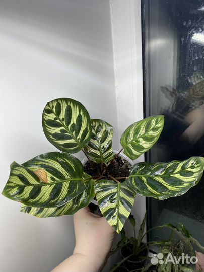 Калатея макояна