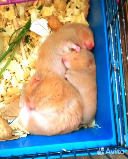 Сирийский хомяк