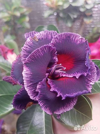 Адениум привитой