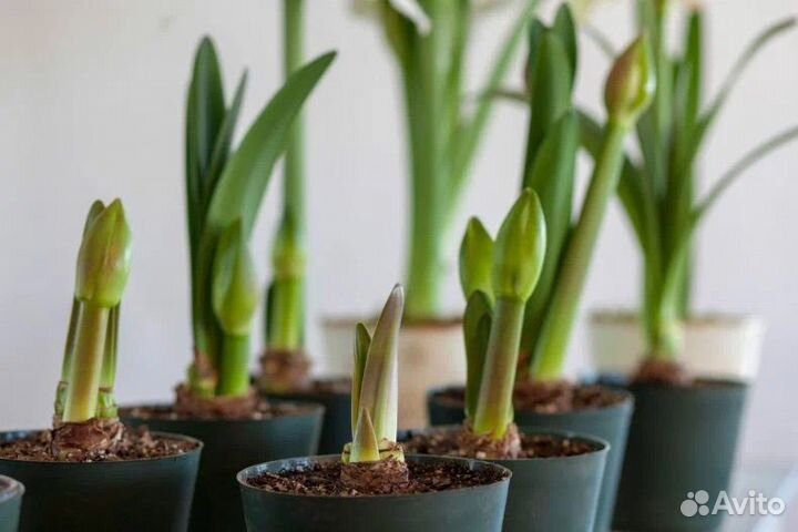 Амариллис (луковицы)