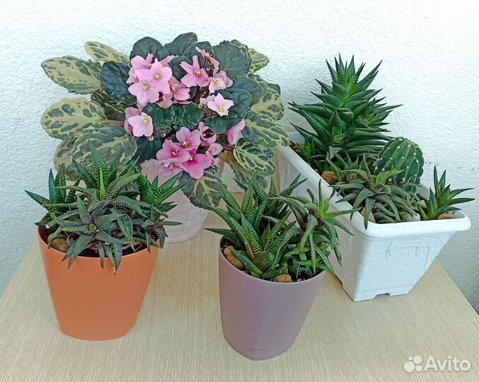 Комнатные цветы (фиалка, хавортии, кактус)