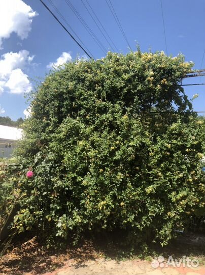 Декоративная вечнозелёная лиана каприфоль