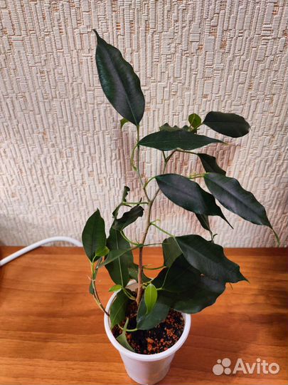 Комнатные растения