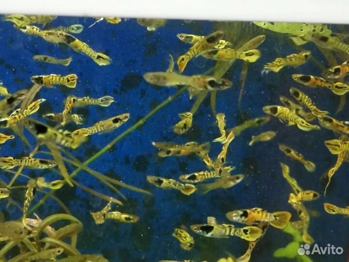 Аквариумные рыбки гуппи Эндлера Тигры