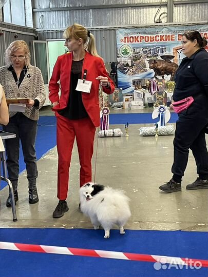 Немецкий шпиц вязка