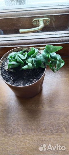 Хоя растение