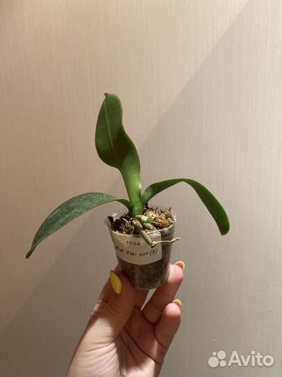 Орхидея фаленопсис