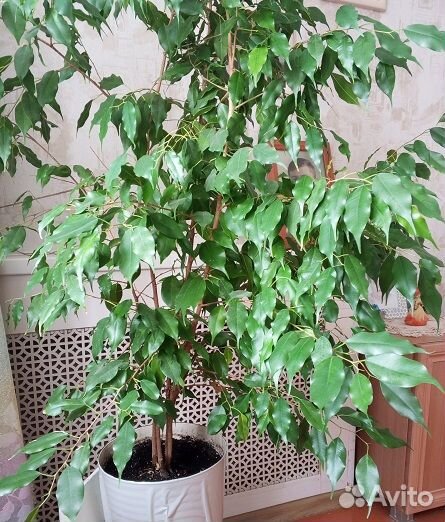 Фикусы Бенджамина