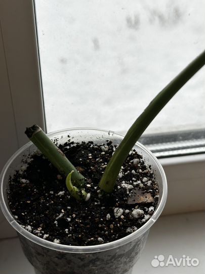 Монстера вариегатная