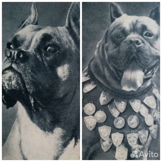 Открытки - собаки СССР