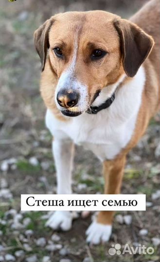 Стеша ищет свою семью