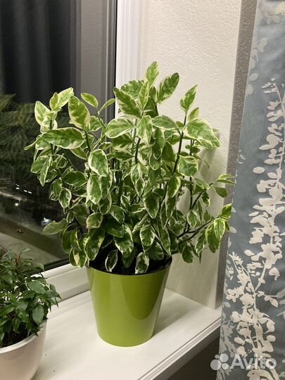 Педилантус отпростки с корнями