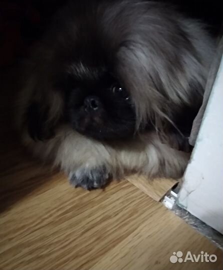 Пекинес вязка