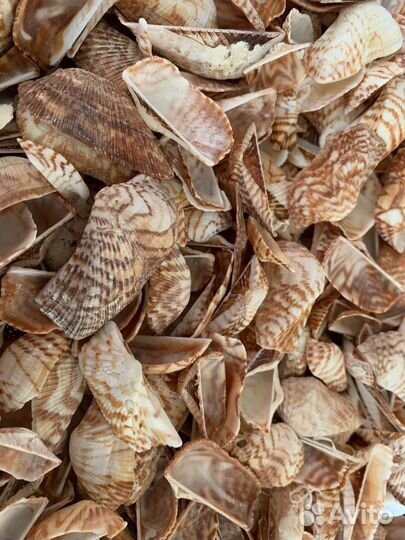 Морские ракушки 1кг