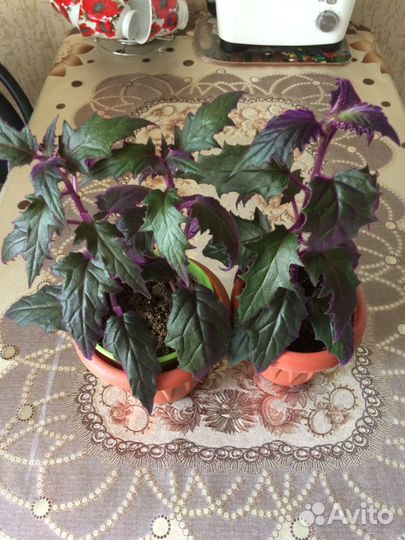 Комнатные растения