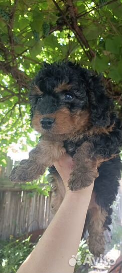 Продаются щенята