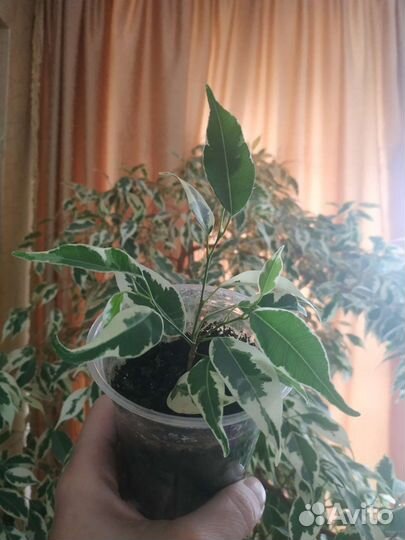 Фикус бенджамина. Сорт Старлайт