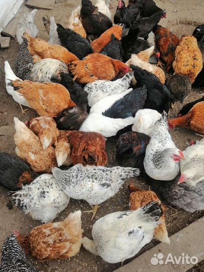 Инкубационное яйцо